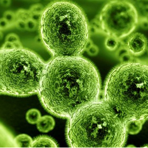 Disinfection_bacteria_website.jpg